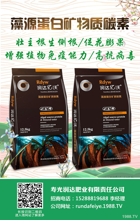 卷心菜怎么做種植?卷心菜種植技術