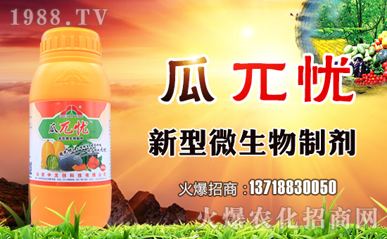 甜瓜早衰漫談之一:預(yù)防早衰就要讓根生長在健康土壤