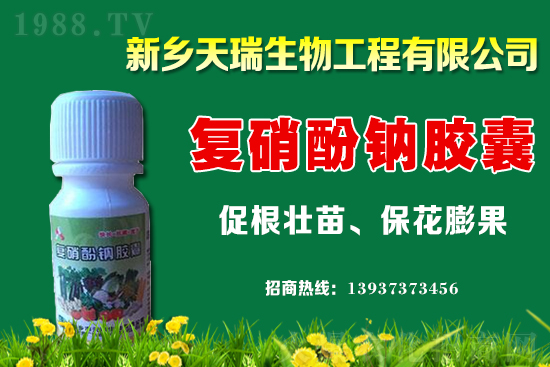大蔥一畝地能產多少斤?大蔥價格為何上漲?
