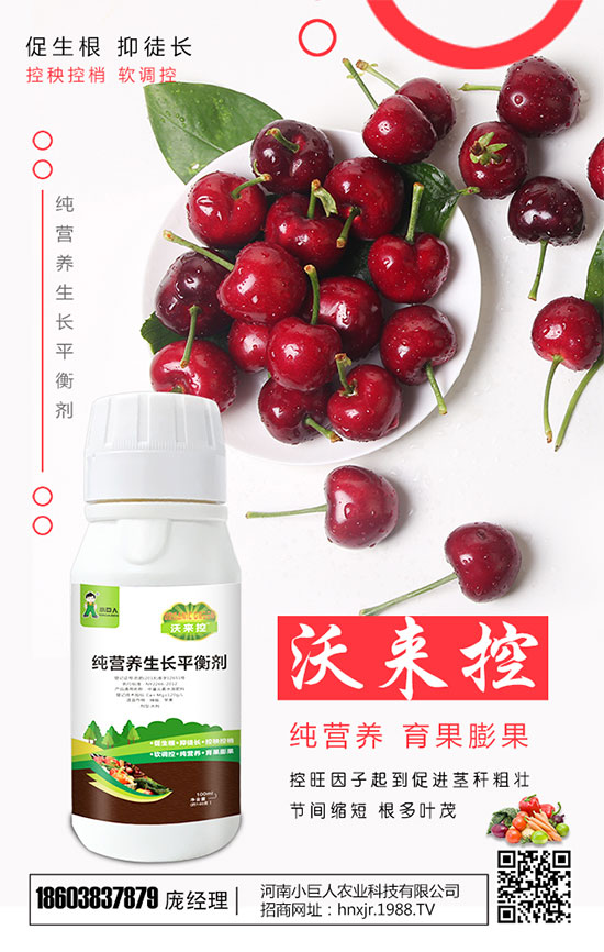 芋頭種植需要多長(zhǎng)時(shí)間?芋頭生長(zhǎng)過(guò)程注意事項(xiàng)!