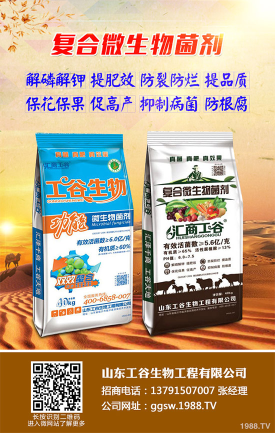 茼蒿什么時(shí)候種植比較好？該如何種植？茼蒿的種植時(shí)間及種植技術(shù)