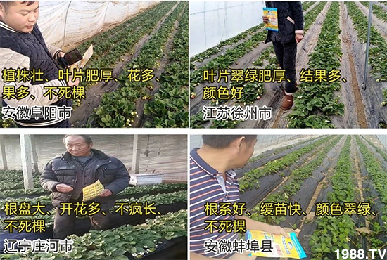 水溶肥市場大變革。亢T寰Ⅳ~蛋白將被它代替!1000多用戶鼎力推薦!