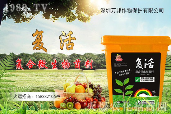 大棚油桃栽種后如何進(jìn)行管理,有什么方法要點?