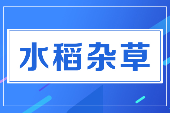 水稻雜草
