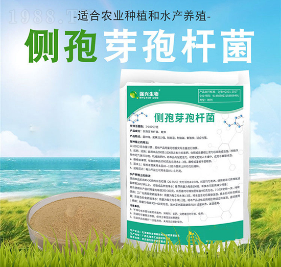 側孢芽孢桿菌-強興生物