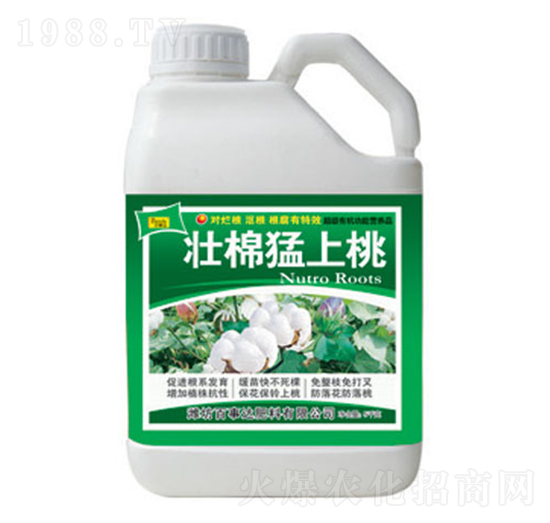 壯棉猛上桃-百事達
