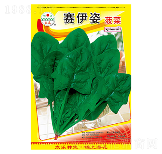 菠菜種子-賽伊姿菠菜-太樂(lè)種業(yè)