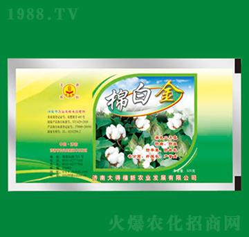 棉白金-大得禧